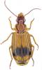Phloeozetus bedeli